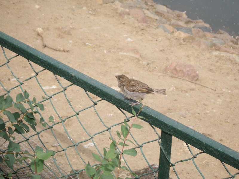 P6190009